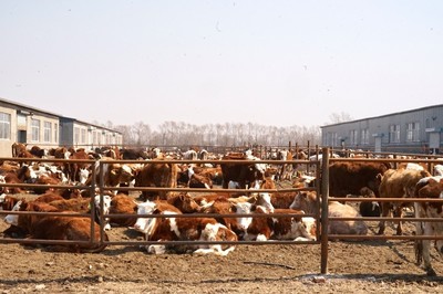 金融&ldquo;活水&rdquo;助力鄉(xiāng)村產(chǎn)業(yè)鏈條發(fā)展