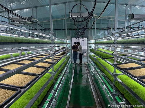 水培牧草 開啟高效、營養、健康的畜牧業優質飼料新時代