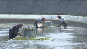 武進打造漁業轉型升級模范區，以綠色飼料驅動水產養殖高質量前行