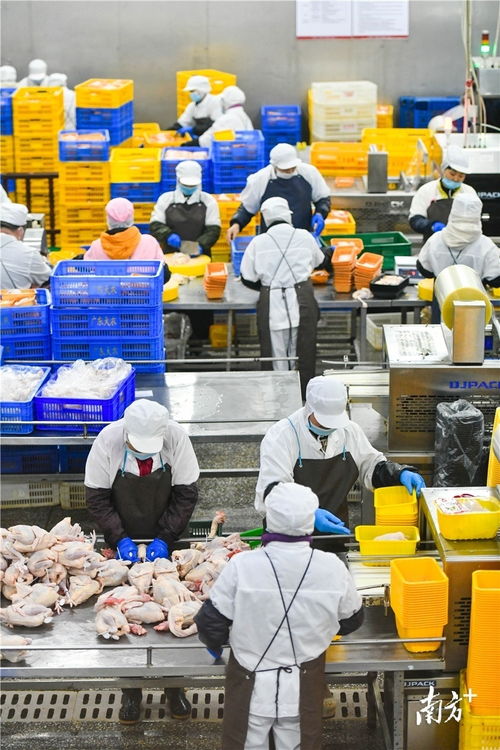 預制菜風口下的清遠機遇 發揮畜牧漁業飼料優勢，打造粵北預制菜供應鏈高地