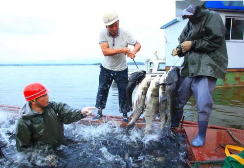 水產養殖助力鄉村振興 長壽之鄉貴州印江、湖北鐘祥、貴州赤水的實踐探索與飼料銷售新機遇
