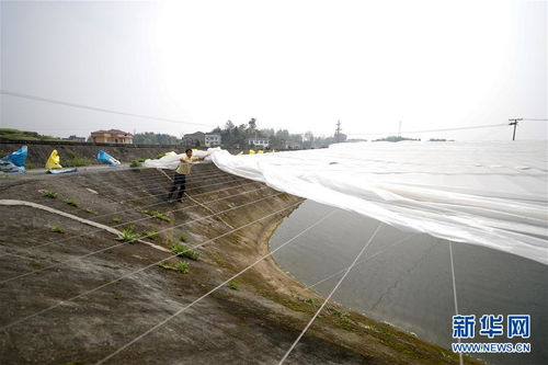 疏通產業鏈堵點，保障“菜籃子”供應——重慶養殖大區力促養殖業補損復產與飼料銷售暢通