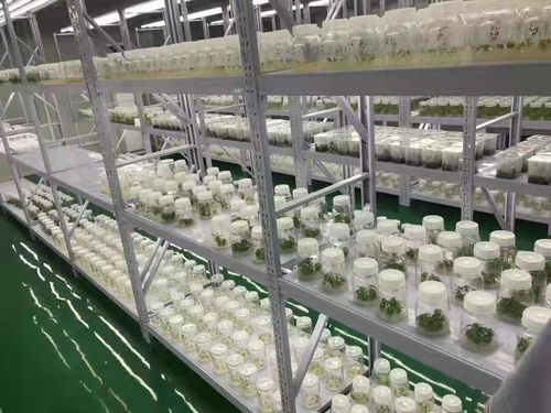 武漢蔬菜花卉種苗工廠化生產標準化試點項目成效顯著 商品苗提升超5%，畜牧漁業(yè)飼料銷售同步增長